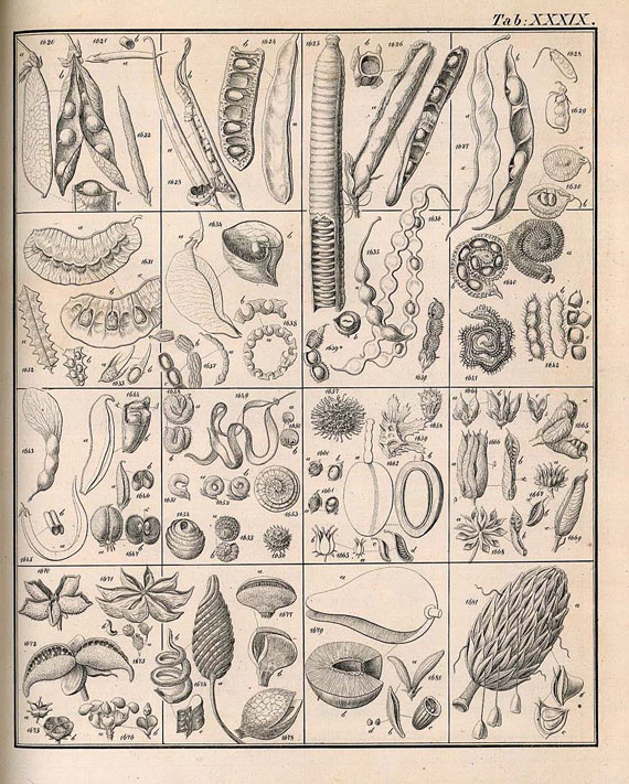 Bischoff, G. W. - Botanischen Terminologie. 3 Bde. 1833-44.