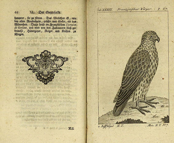 Georges Louis Leclerc comte de Buffon - Naturgeschichte der Vögel, 6 Bde., 1772 f.