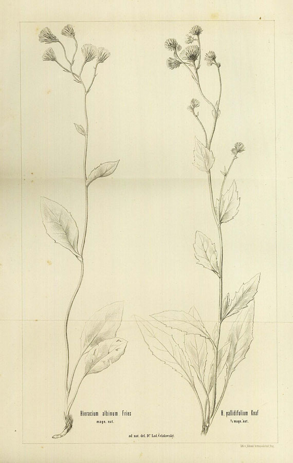 Ladislav Celakowsky - Flora von Böhmen, 1867