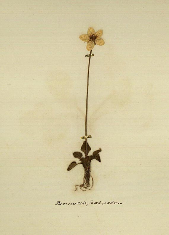 Albenherbarium - Flora von St. Moritz, Pontresina... Handschrift mit getrockneten Pflanzen (Nr. 51)
