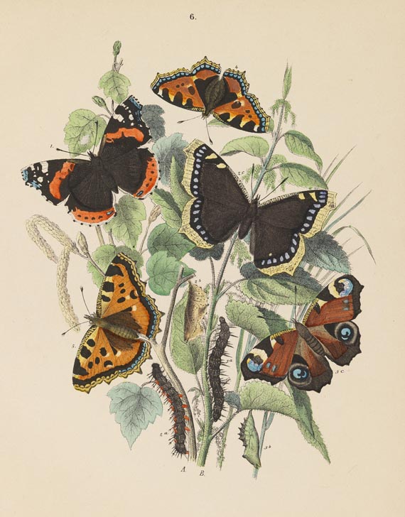 Friedrich Berge - Schmetterlings-Buch. 1883. 2 Bde.