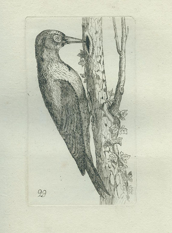 Ornithologie - Ornithologie de la France. 1794.