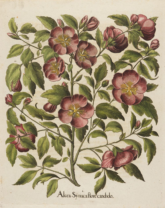  Blumen und Pflanzen - 1 Bl. Alcea Syriaca/Hibiscus. 1613.
