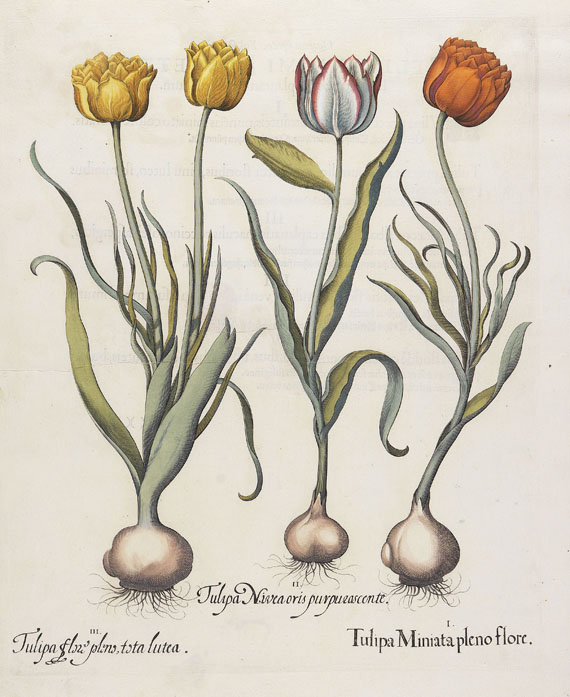 Blumen und Pflanzen - 1 Bl.Tulipa. 1613