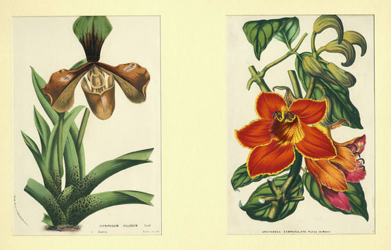  Blumen und Pflanzen - Ca. 60 Bll. Konvolut. 18./19. Jh.