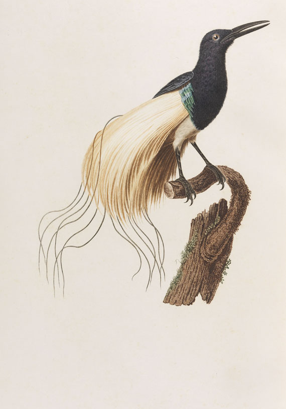 Jean Baptiste Audebert - Oiseaux dorés ou reflets métalliques. 1802. 2 Bde.. - Weitere Abbildung