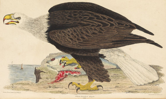 Alexander Wilson - American ornithology. 1832. 3 Bde.