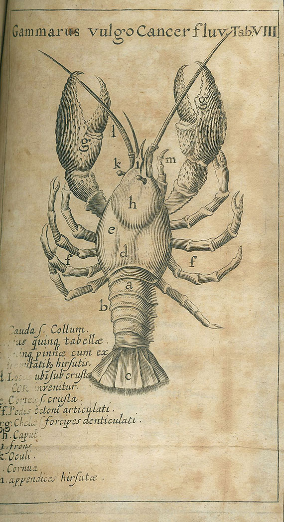 Sachs Philipp Jakob - Gammarologia. 1665