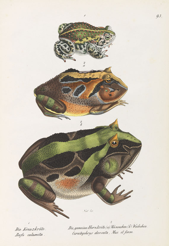 Heinrich Rudolf Schinz - Naturgeschichte und Abbildungen der Reptilien. 1833